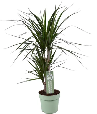 Immagine prodotto di Dracaena marginata - 60-70cm - Ø17cm - Pianta d'appartamento - Sempreverde