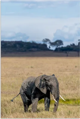 Produktbild von MuchoWow® Poster Elefant - Gras - Tiere - Natur 120x180 cm - Kunstposter