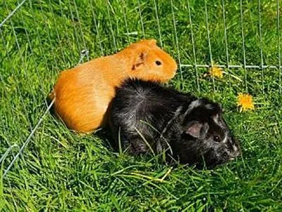 Immagine prodotto di Meerschweinchen - 500 Teile (Puzzle)