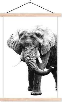 Produktbild von MuchoWow® Textilposter Elefant vor weißem Hintergrund - schwarz und weiß 120x180 cm mit holzfarbenen Rahmen - Textil-Plakat