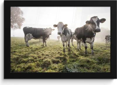 Produktbild von MuchoWow® MuchoWow® Gerahmtes Poster Kühe - Licht - Gras - Tiere 30x20 cm - Poster mit zchwarzem Bilderrahmen - Kunstdruck - Bild-Poster