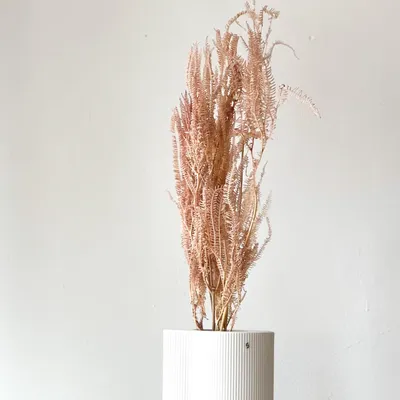 Immagine prodotto di Felce conservata - 1 mazzo (mini, piccolo o grande) - 1-7 steli (60-75cm)