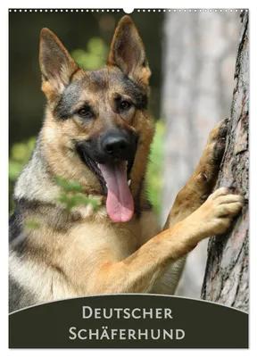 Produktbild von Deutscher Schäferhund (Wandkalender 2027 DIN A2 hoch), CALVENDO Monatskalender