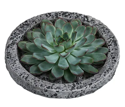 Produktbild von Dehner Echeverie, Echeveria, in Betonschale, rosettenförmig, Ø Pflanze 16 cm, Höhe 8 cm, Sukkulente