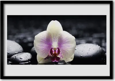 Produktbild von Bild 70x50 MDF-Rahmen Wandkunst Blume Orchidee Pflanze