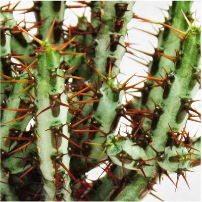Immagine prodotto di Euphorbia aeruginosa - Euforbia - piccola pianta in vaso da 5,5 cm