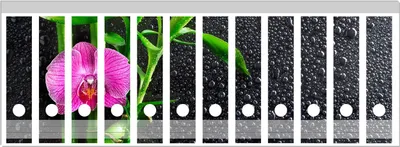Produktbild von Wallario Ordnerrücken Sticker, selbstklebend für breite Ordner, 12 Stück, Motiv Bambus und pinke Orchidee auf schwarzem Glas mit Regentropfen