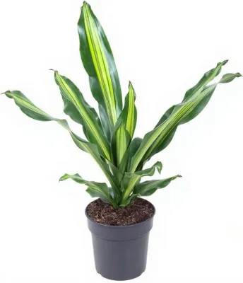 Produktbild von Drachenbaum Dracaena Burley - Kopstek, 19 cm Topf, 70 cm Höhe