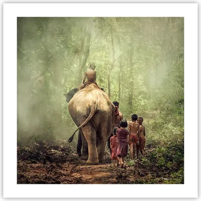 Produktbild von Poster - Poster ohne Rahmen - Elefant Dschungel Nebel - 50x50 cm - Wand Bild - Wanddeko - Wandbilder - Kunstposter - Wandposter - Bilder - Kunstdruck - Wanddekoration - Wandbild - P2XAC50x50-3438