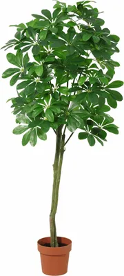 Produktbild von Pachira Aquatica Kunstpflanze 150cm Große künstliche Glückskastanie Realistische