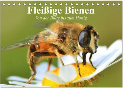 Produktbild von Fleißige Bienen. Von der Blüte bis zum Honig (Tischkalender 2025 DIN A5 quer), CALVENDO Monatskalender