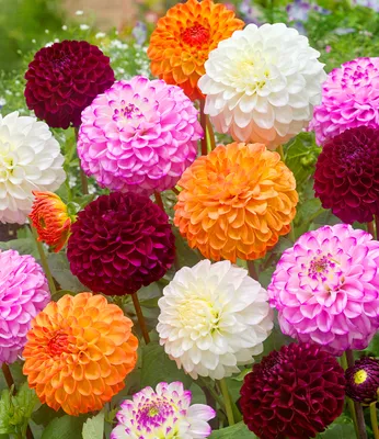 Produktbild von BALDUR Garten 3er Dahlien-Mix 'Pompon', Knollen in Größe I, Dahlia, mehrjährig - frostfrei halten, pflegeleicht, bienenfreundlich, schmetterlingsfreundlich, für Kübel und Beet, ausgefallene Farben