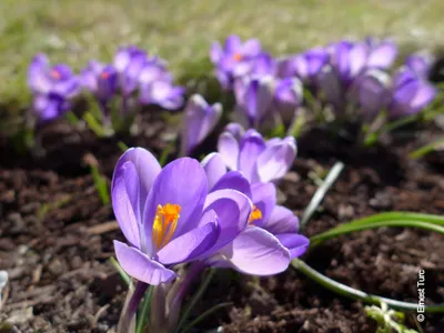 Image de Crocus x vernus 'Grand Maitre' (Multi-bulbe) / Crocus à Grandes Fleurs naturalisable