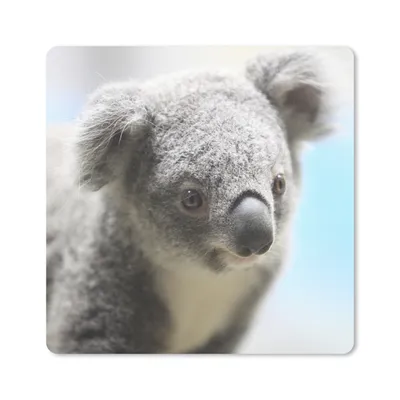 Produktbild von MuchoWow® Mauspad Mousepad Koala - Porträt - Tier - Kinder - Jungen - Mädchen 30x30 cm - Mousepads - Maus Mat - Pad - Mausunterlage - Gaming