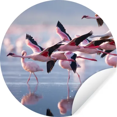 Produktbild von MuchoWow® Runde Wandtattoo - Wandsticker Tapete Aufkleber Flamingo - Vogel - Wasser - Rosa Ø 80 cm Selbstklebend und Repositionierbar - Wandaufkleber - Kreis - Mauerkreis - Wand Bilder - Wandsticker - Wohnzimmer Dekoration - Dekoration für die Wände - Aluminium - Babyzimmer