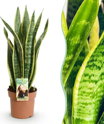 Productafbeelding van Sansevieria Laurentii - Vrouwentong - Weinig onderhoud - Groen - 60-70cm - Ø17cm - Kamerplant - Groenblijvend