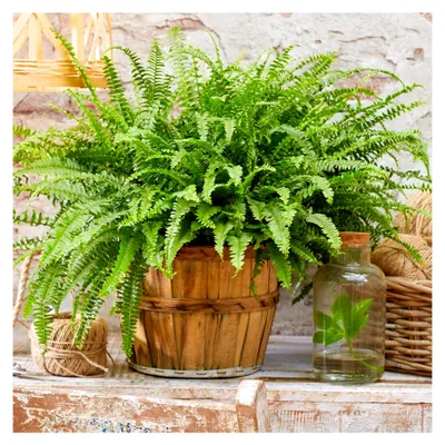 Produktbild von Schwertfarn Nephrolepis Exaltata im Topf | Immergrüne Pflanze | Für Zuhause oder das Büro
