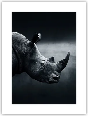Produktbild von Poster - Poster ohne Rahmen - Nashorn Schwarzweiß Porträt - 30x40 cm - Wand Bild - Wanddeko - Wandbilder - Kunstposter - Wandposter - Bilder - Kunstdruck - Wanddekoration - Wandbild - P2XPA30x40-4347