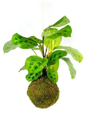 Obrázek produktu pro Gardners Kokedama Marantha leuconeura kerchoveana (L)