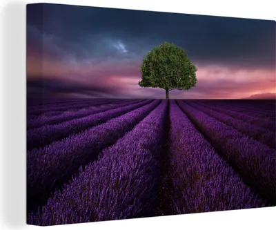 Produktbild von OneMillionCanvasses® - Leinwandbilder - 140x90 cm, Lavendel - Baum - Lila, Wandbilder Kunstdruck Wanddekoration - Foto auf Leinwand - Gemälde auf Holzrahmen