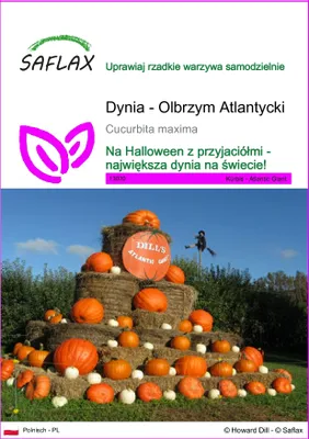 Zdjęcie produktu dla SAFLAX - Dynia - Olbrzym Atlantycki - 7 Nasiona - Cucurbita maxima