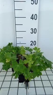 Obrázok produktu pre 6 x Geranium phaeum 'Raven' - Žeriavovník - kvetináč 9 x 9 cm