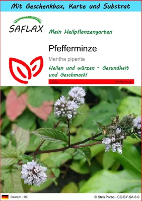 Produktbild von SAFLAX - Geschenk Set - Heilpflanzen - Pfefferminze - 300 Samen - Mit Geschenk- / Versandbox, Versandaufkleber, Geschenkkarte und Anzuchtsubstrat - Mentha piperita