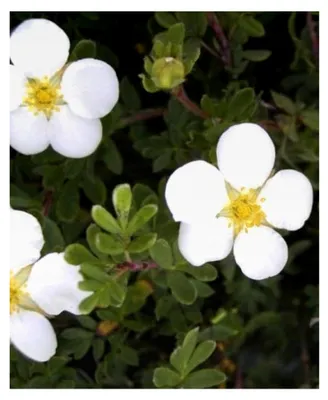 Produktbild von Potentilla fruticosa Abbotswood - Fünffingerstrauch - 20-30 cm