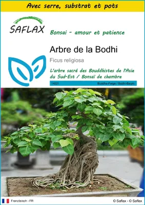 Image de SAFLAX Ensemble de culture - Arbre de la Bodhi - 100 graines - Ficus