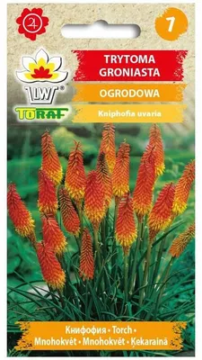 Zdjęcie produktu dla Trytoma groniasta OGRODOWA żółto - pomarańczowa Nasiona kwiatów - 663 Toraf