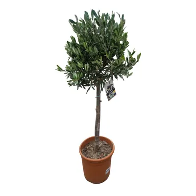 Produktbild von Olea europaea – Olivenbaum Hochstamm 110 cm | Topf Ø 22 cm
