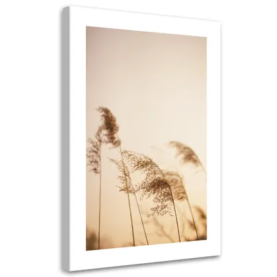 Produktbild von Leinwandbild Beiges Schilf 60x90 Feeby Beige bild für die wand bereit zum aufhängen