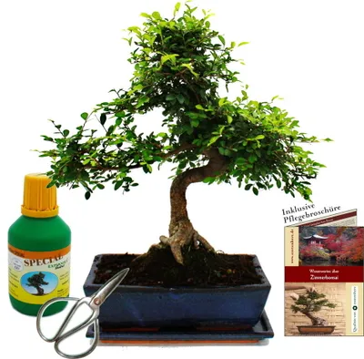 Zdjęcie produktu dla Bonsai - Ulmus parviflora - ok. 12-15 lat - doniczka 30 cm - zestaw upominkowy z nawozem i nozyczkami