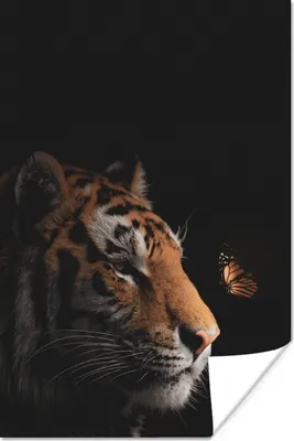 Produktbild von MuchoWow® Poster Tiger - Schmetterling - Schwarz 60x90 cm - Wanddekoration