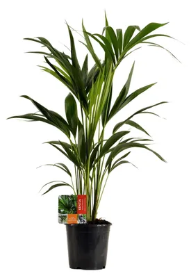 Immagine prodotto di Howea Forsteriana - 90-100cm - Ø19cm - Pianta d'appartamento - Sempreverde