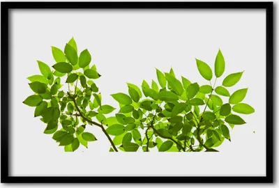 Produktbild von Bild 60x40 MDF-Rahmen Wandkunst Zweig Blätter Natur Pflanze