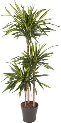 Zdjęcie produktu dla Drzewo smocze Dracaena Riki 140cm, srednica 24cm - roslina doniczkowa z