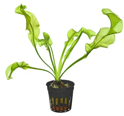 Productafbeelding van Moerings Aponogeton Ulvaceus | Zeeslakruid | In 5 cm pot