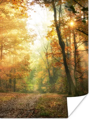 Produktbild von MuchoWow® Poster Wald - Herbst - Sonne - Landschaft - Natur - Bäume - Laub 120x160 cm - Wandbilder
