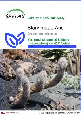Obrázek produktu pro SAFLAX - Starý muž z And - Oreocereus celsianus - 40 Semena