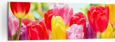 Produktbild von Bild auf Leinwand - Leinwandbild - Tulpe Blume Garten Plantage - 160x50cm - Wand Bild - Wanddeko - Leinwanddruck - Bilder - Kunstdruck - Wanddekoration - Leinwand bilder - Wandkunst - AB160x50-2466