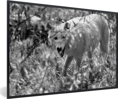 Produktbild von MuchoWow® MuchoWow® Gerahmtes Poster Weißer Wolf im Gras in Schwarz und Weiß 60x40 cm - Poster mit zchwarzem Bilderrahmen - Printing - Wanddeko Schlafzimmer
