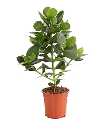 Produktbild von Dehner Rosafarbener Balsamapfel, Blütenstand mit Vanilleduft, ca. 55-65 cm, Ø Topf 17 cm, Zimmerpflanze