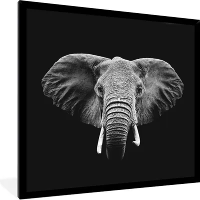 Produktbild von MuchoWow® Gerahmtes Poster Elefant - Tiere - Schwarz - Weiß 40x40 cm - Poster mit Schwarzem Bilderrahmen Wandposter Rahmen Foto Bilder - Mit Rahmen - Wanddekoration Schlafzimmer