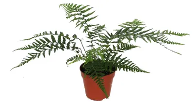 Productafbeelding van JUNAVERA Dicksonia antarctica (boomvaren) | 30 cm hoog | In 12 cm pot | Voor tuin, binnen en terrarium