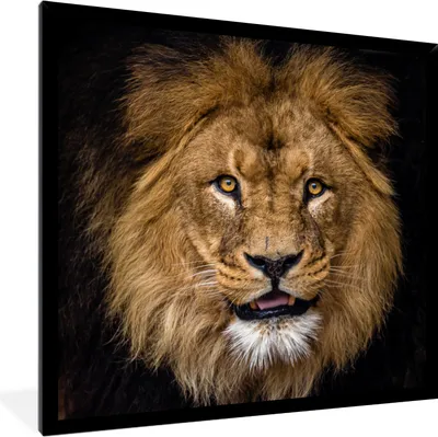 Produktbild von MuchoWow® Gerahmtes Poster Löwe - Porträt - Schwarz - Tiere 40x40 cm - Poster mit Schwarzem Bilderrahmen Wandposter Rahmen Foto Bilder - Mit Rahmen - Wanddekoration Schlafzimmer