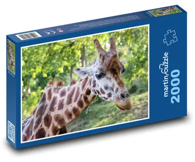 Produktbild von Puzzle 2000 Giraffe in der Natur - martinpuzzle