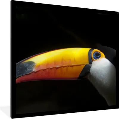 Produktbild von MuchoWow® Gerahmtes Poster Tukan - Vogel - Schnabel 40x40 cm - Poster mit Schwarzem Bilderrahmen Wandposter Rahmen Foto Bilder - Mit Rahmen - Wanddekoration Schlafzimmer