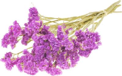Statice sinuata getrocknet ca. 50-60cm in vielen Farben zur Auswahl | Limonium sinuatum, Farbe:Fuchsia