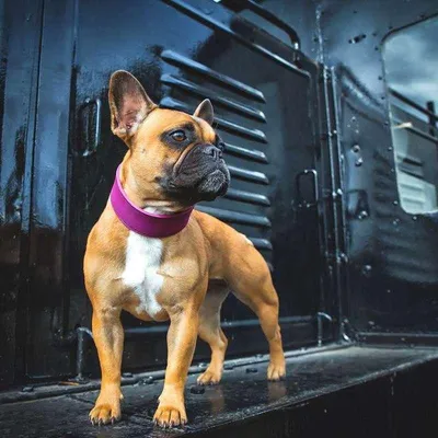 Produktbild von Das Lederband Hundehalsband Weinheim Violet, Länge: 32 cm
